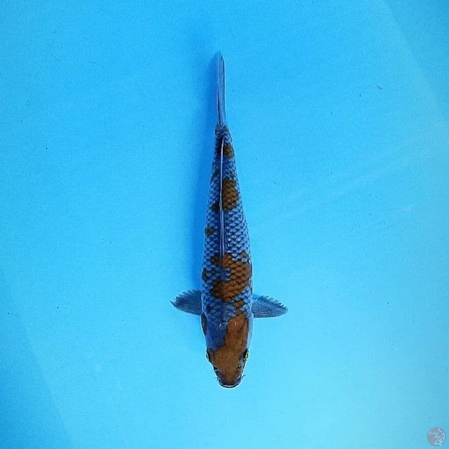 Ochiba 27 cm