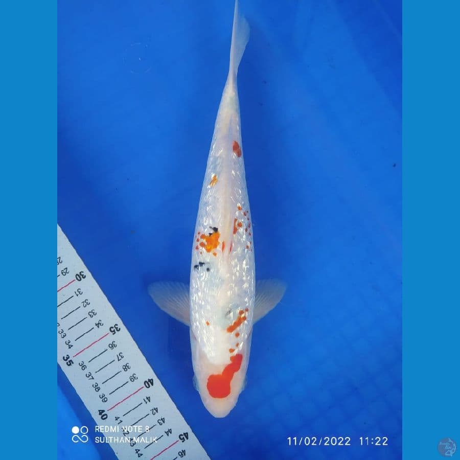 sanke ginrin 31cm