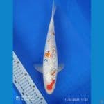 sanke ginrin 31cm