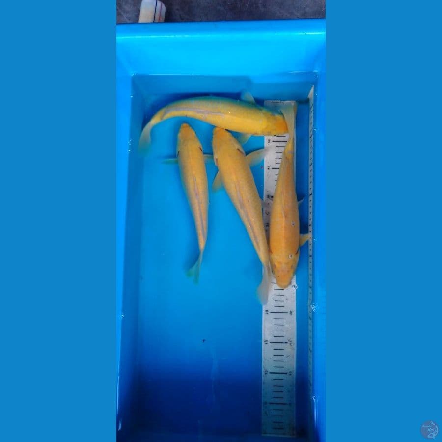 karashi mata merah 29-33 cm