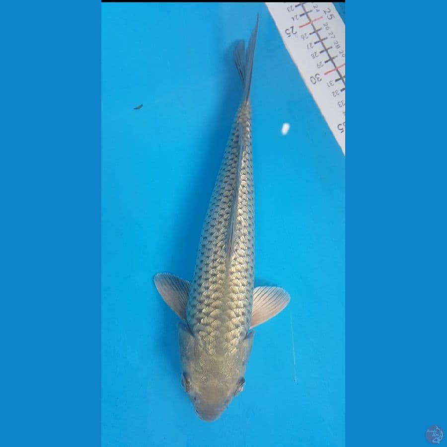 sora ginrin jantan 30cm