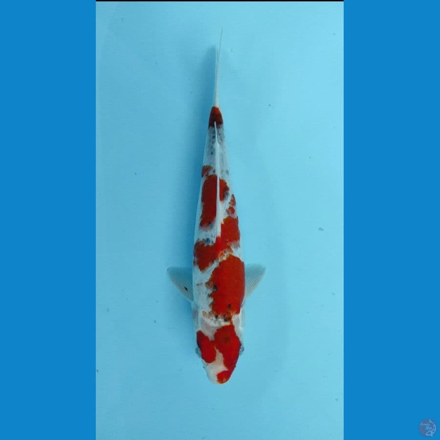 Goshiki Racing 29cm