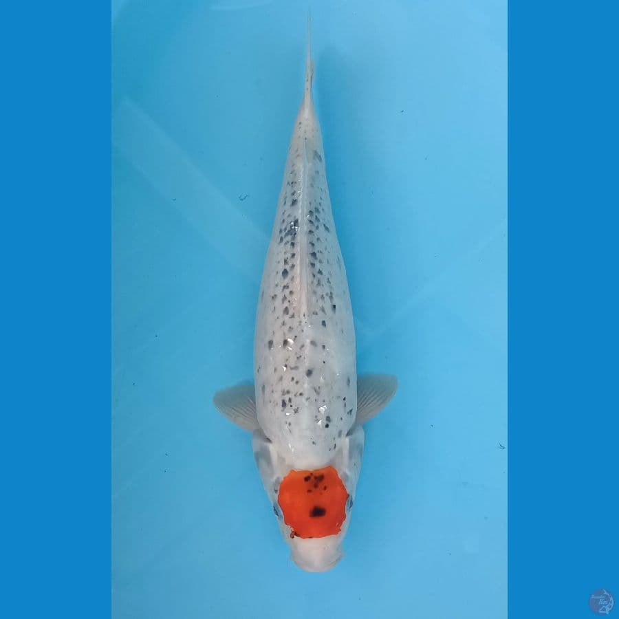 Tancho Goshiki 41cm 