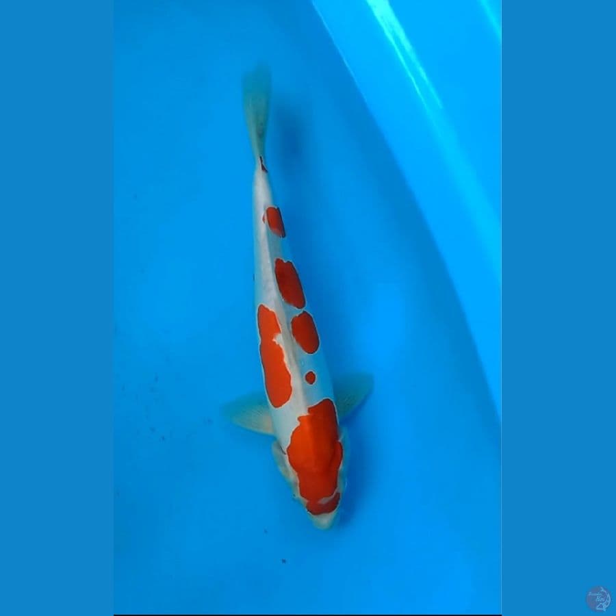kohaku doitsu