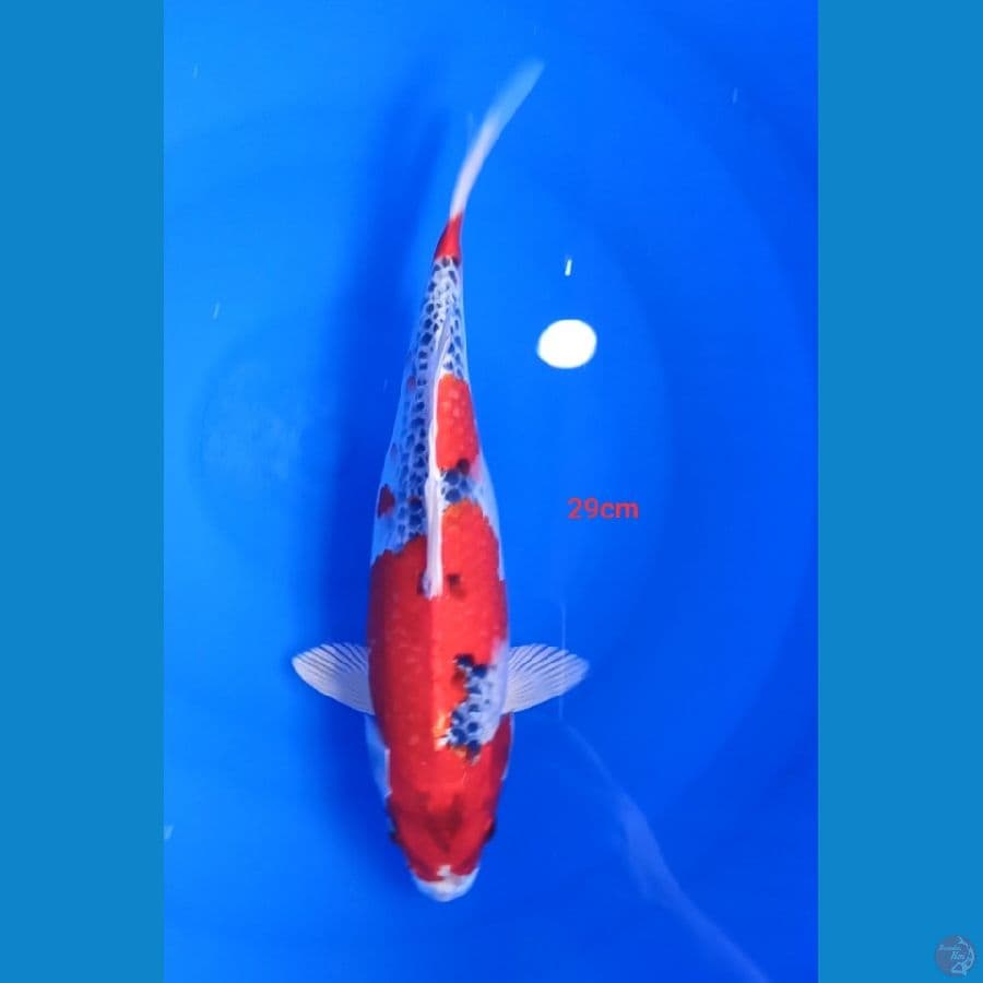 Red kojaku 29 cm