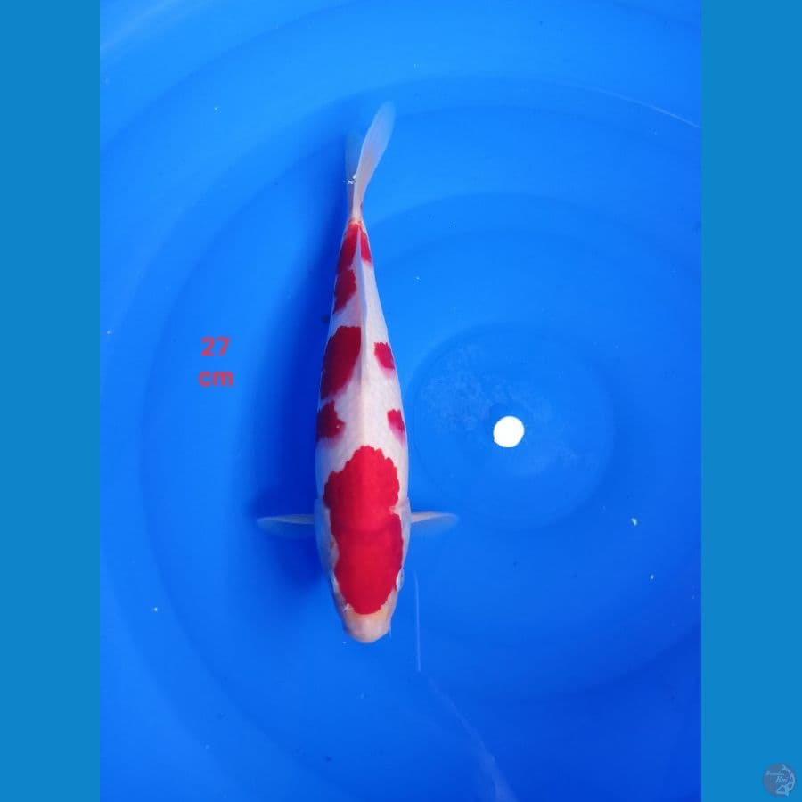 kohakhu strong 27 cm