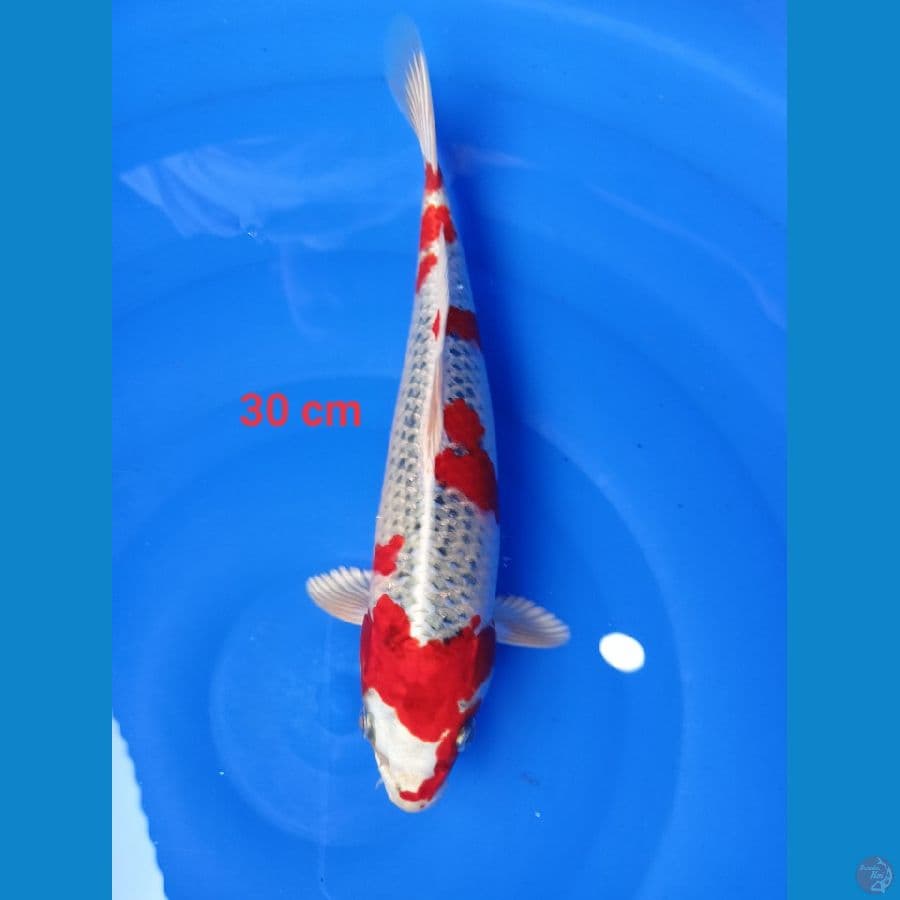 Red kojaku 30 cm