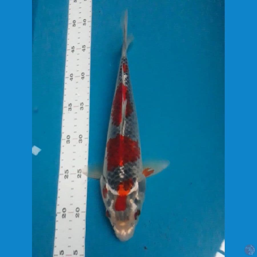 Ghosiki 30 cm