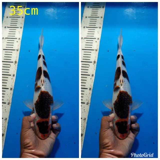 Goromo sumi