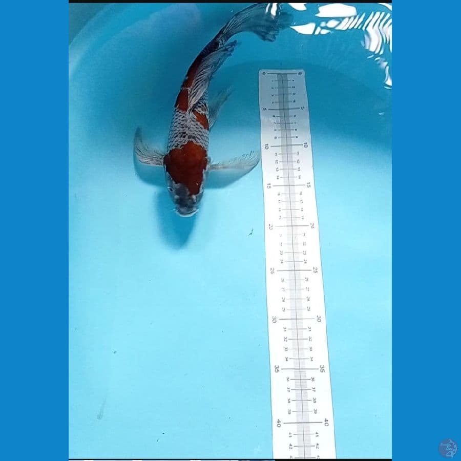 kumpay ochiba 32 cm 
