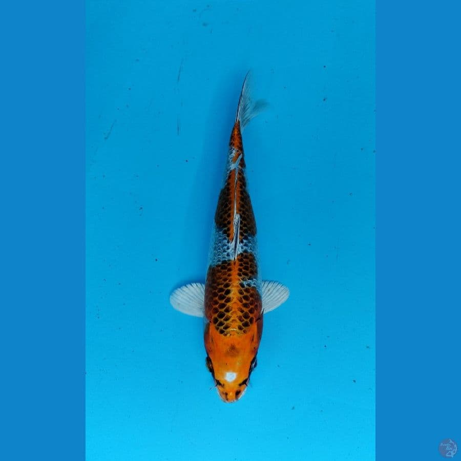 KUJAKU 24CM