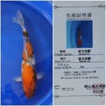 Showa import 45Cm