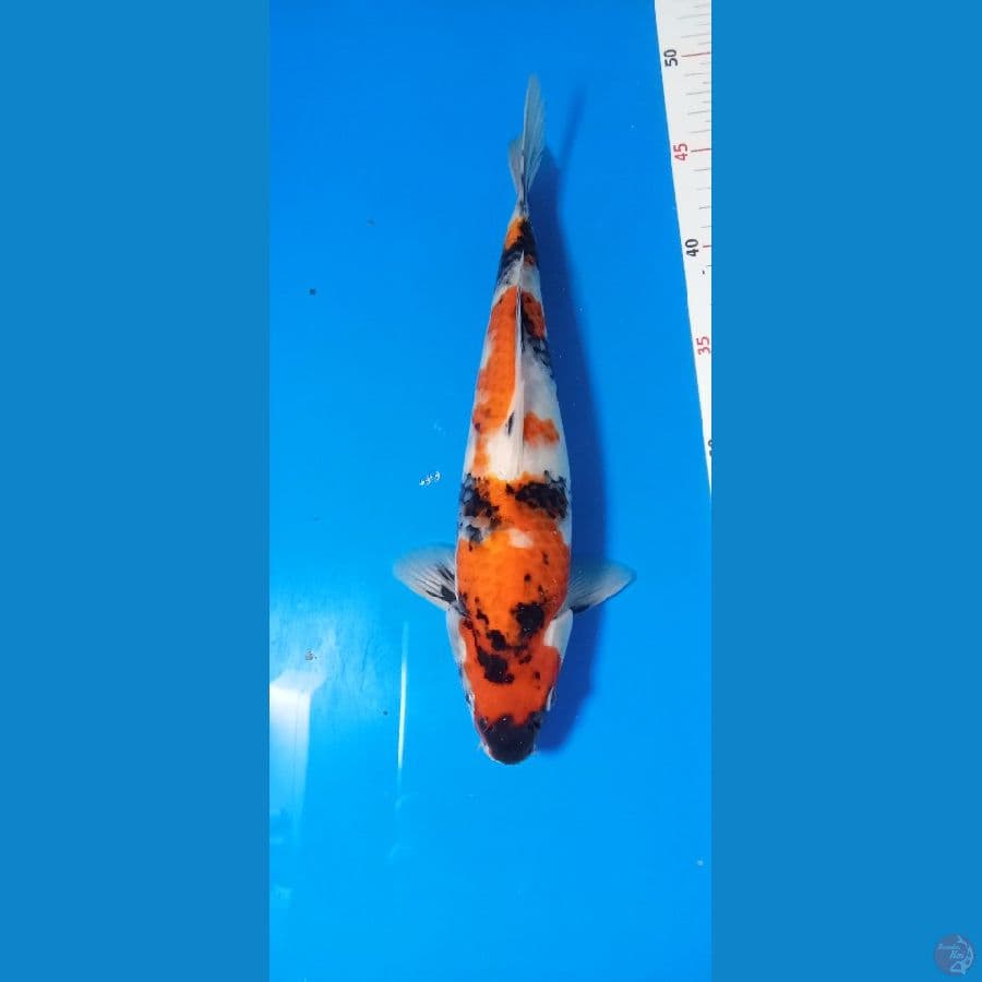 Sowa sansoku 30cm jantan