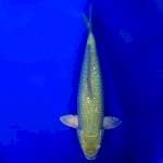 Soragoi/34cm