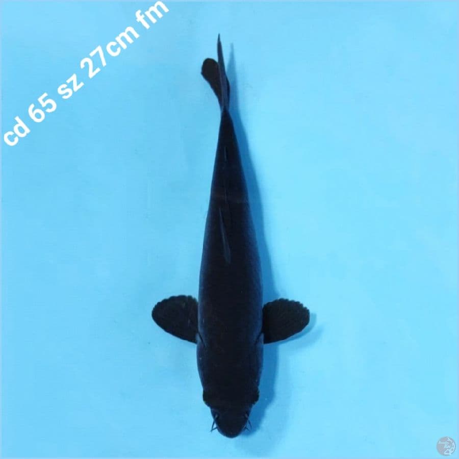 Karasu goi black jet