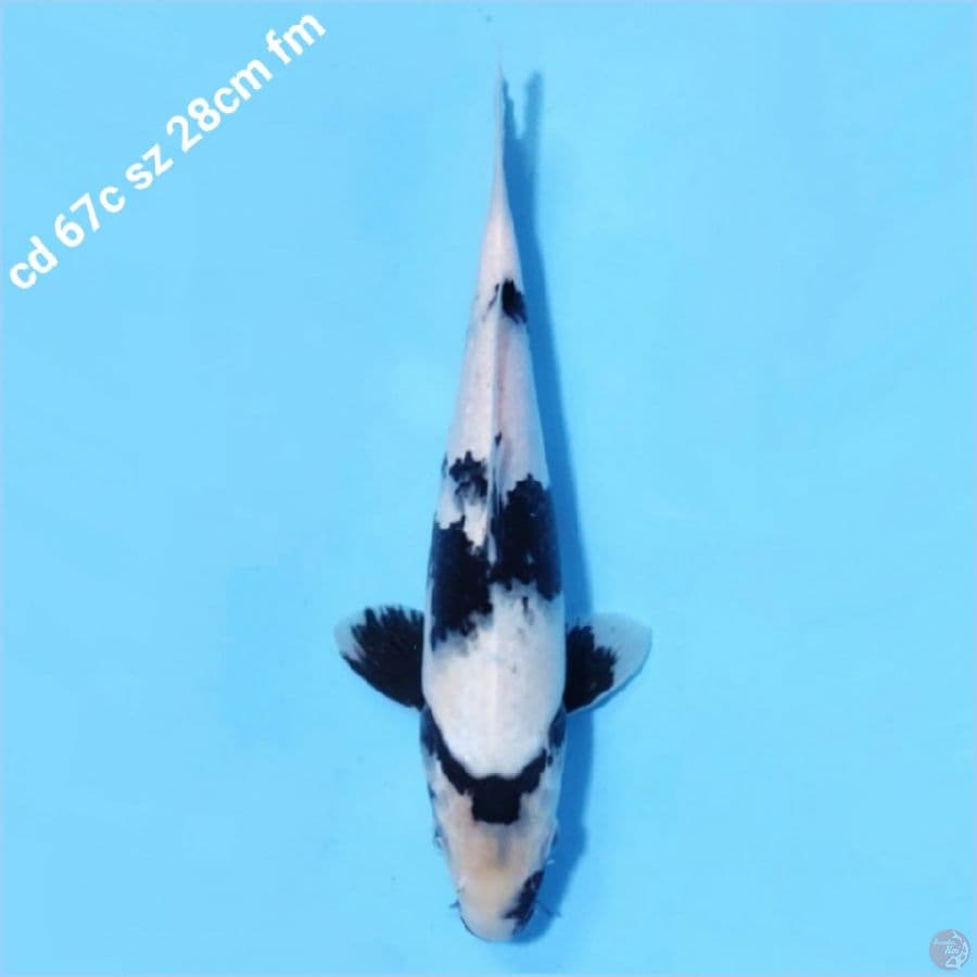 Shiro utsuri good siroji