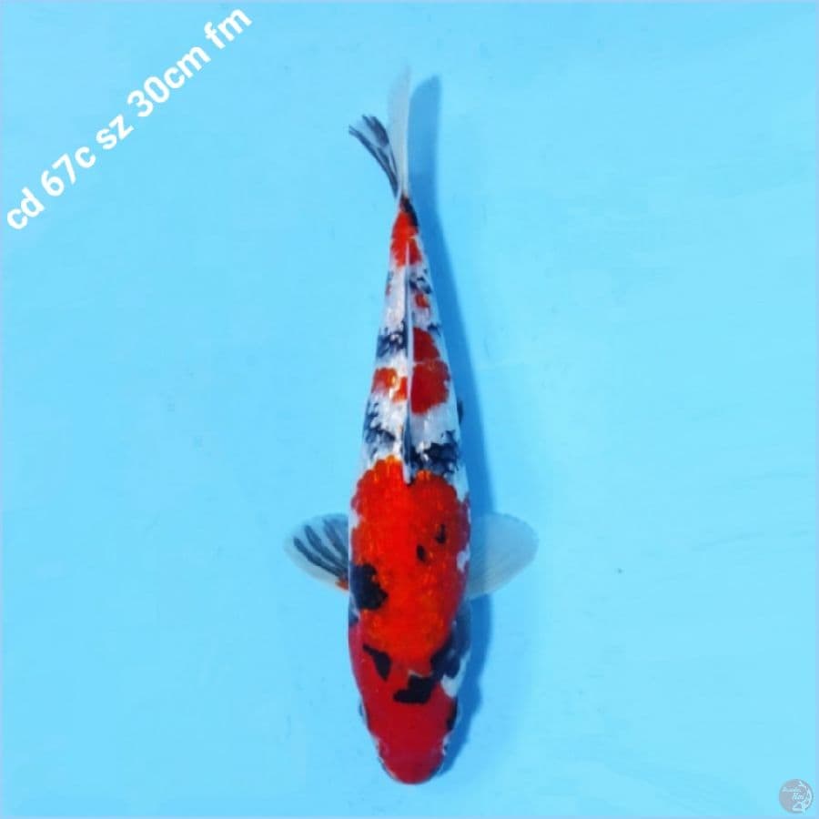 Red Ginrin showa 