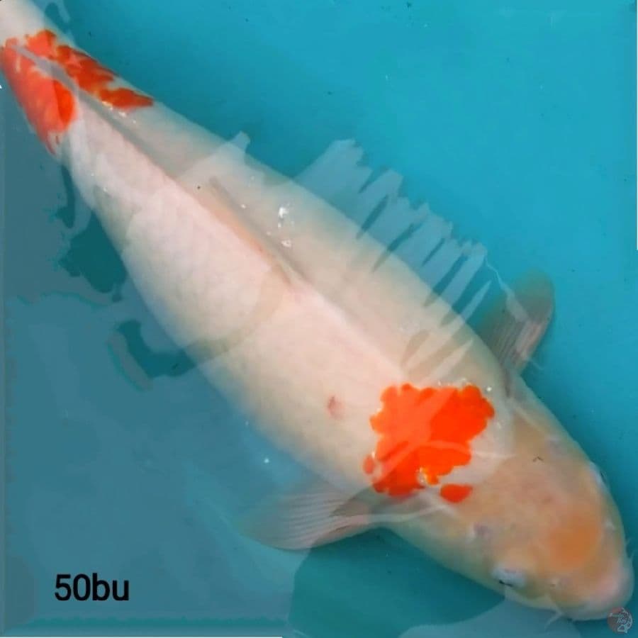 f1 KOHAKU JUMBO