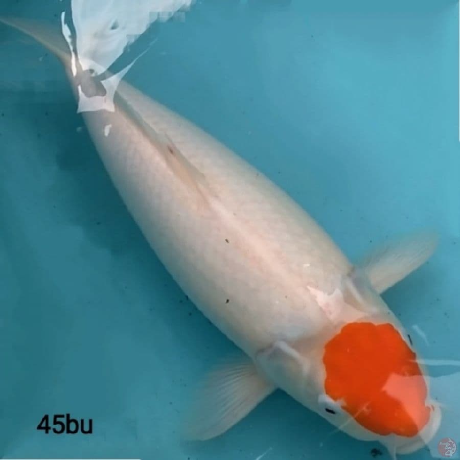 f1 TANCHO KOHAKU ORIGINAL