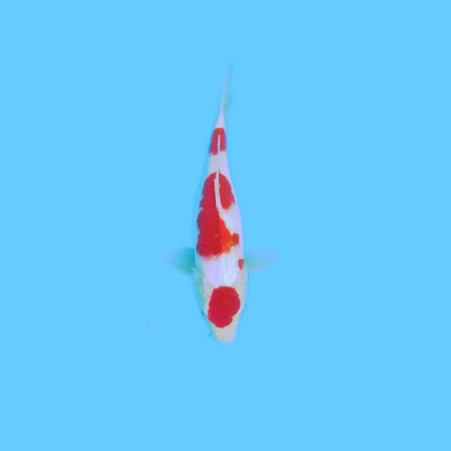 Maruten kohaku good quality