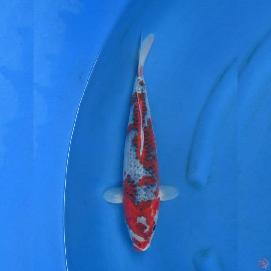 Red Ghosiki - 36cm