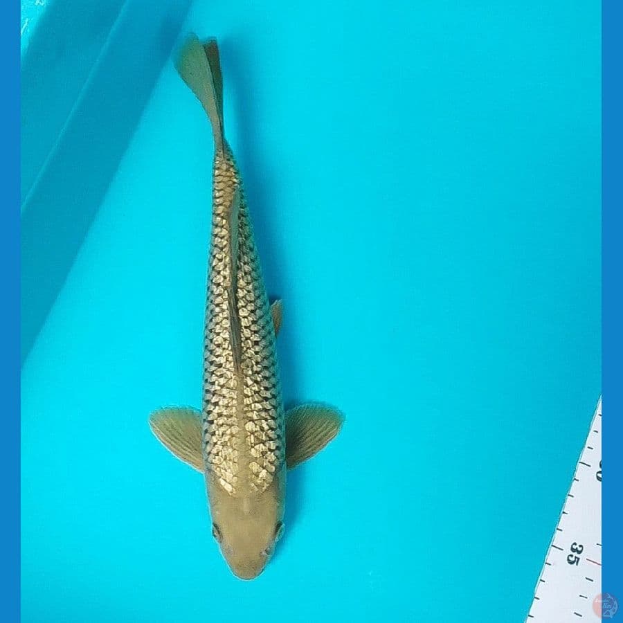 midori ginrin 30cm male