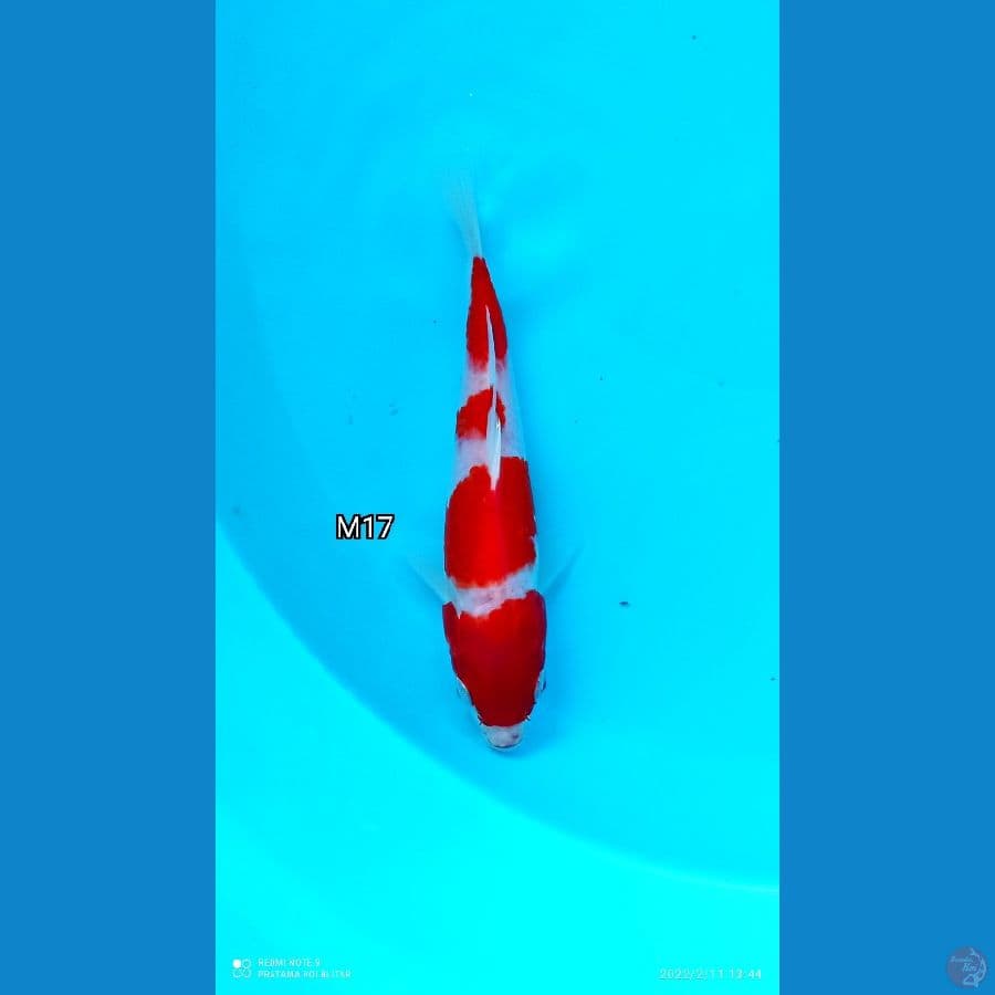 Minion kohaku 4 step