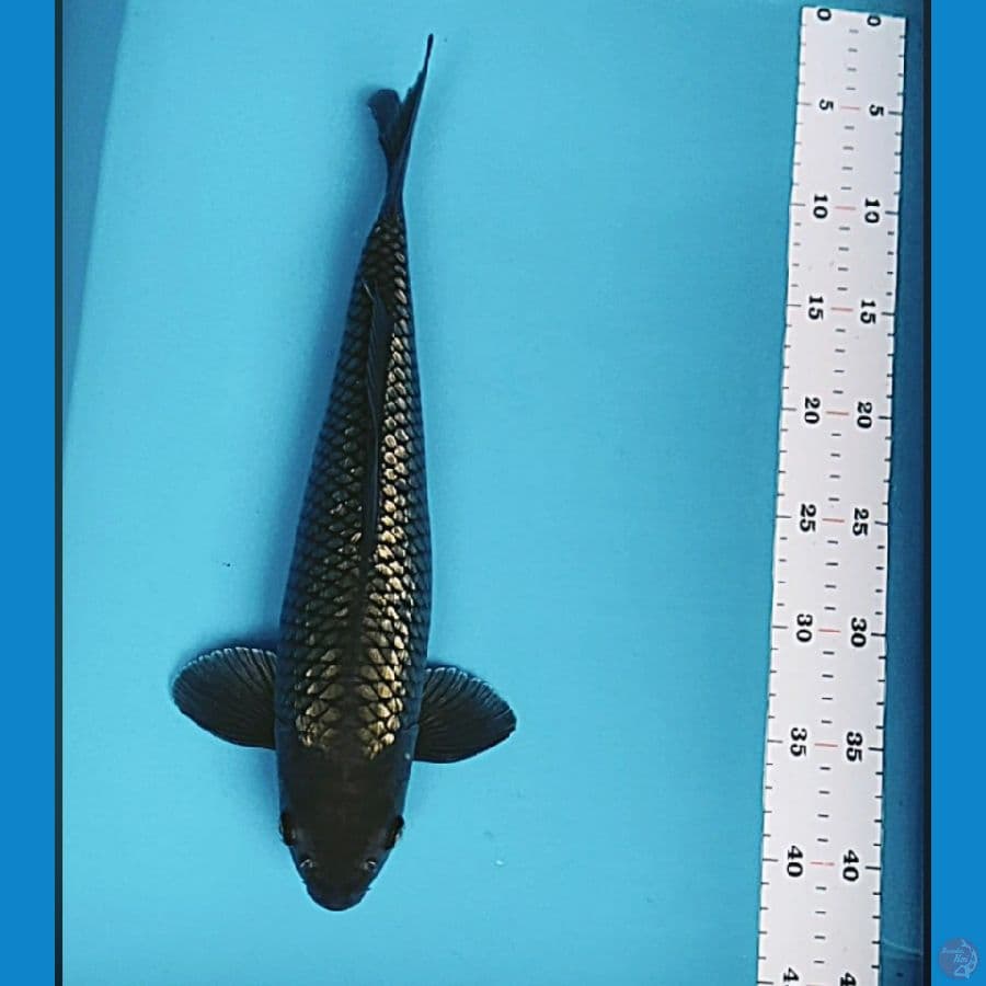 soragin 37cm male