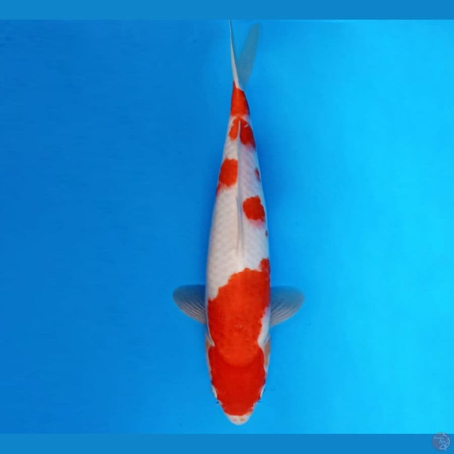 5.KOHAKU 34 cm/male