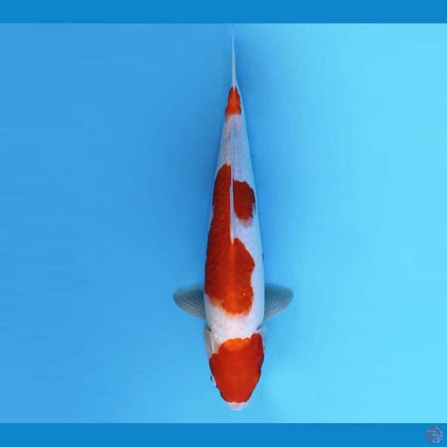 1.KOHAKU 34 cm - female
