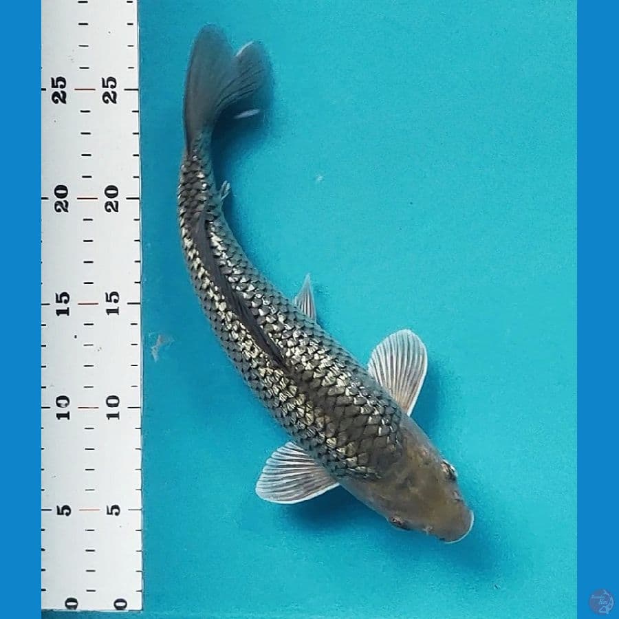 soragin 27cm male