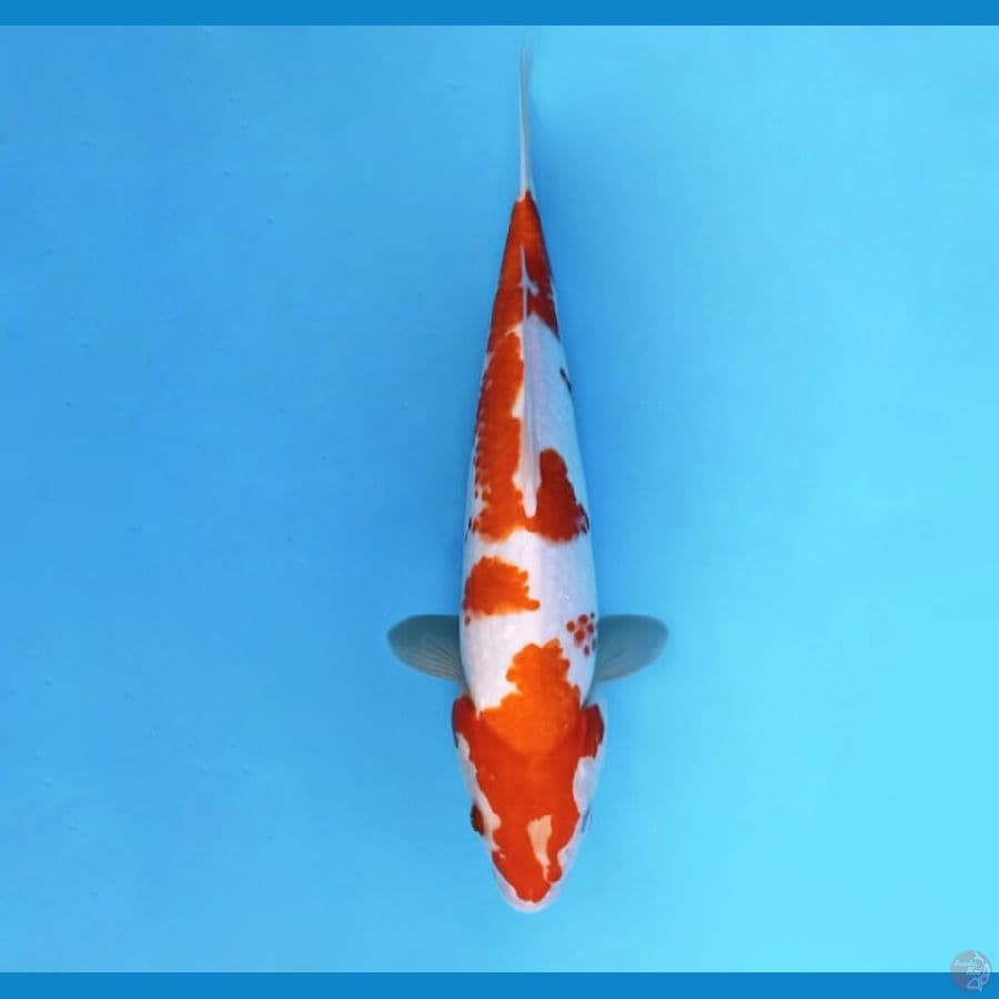 2.KOHAKU 32 cm - femal