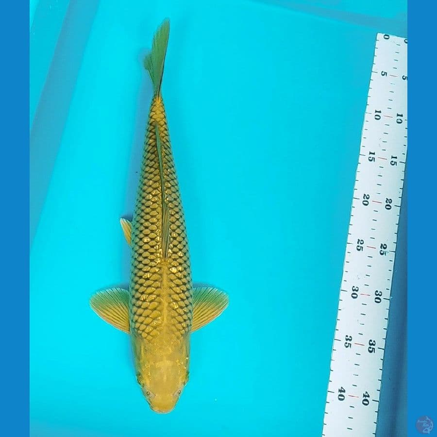 midori jos 39cm male