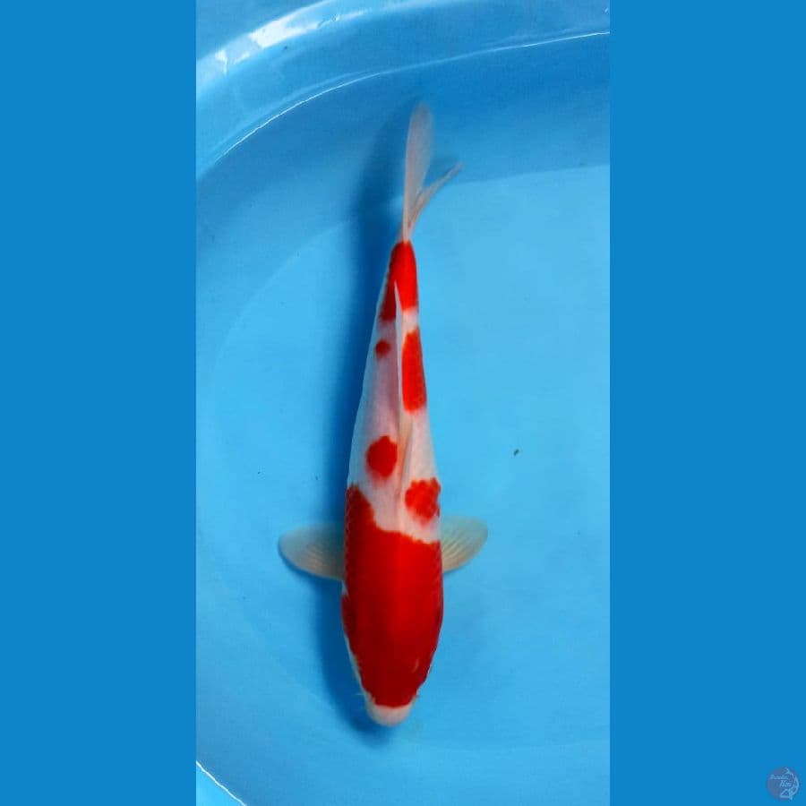 kohaku 33cm