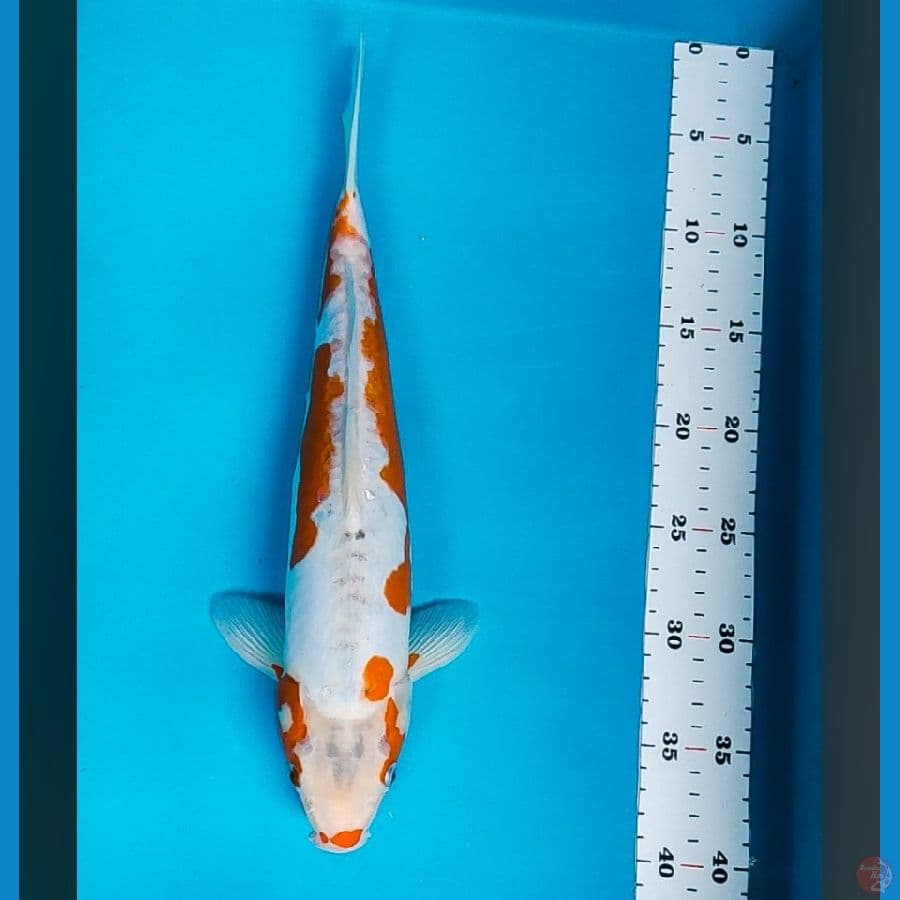 koshui 38cm male
