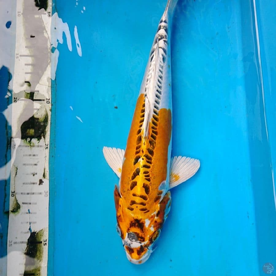 DOiTSU KUJAKU 32 cm
