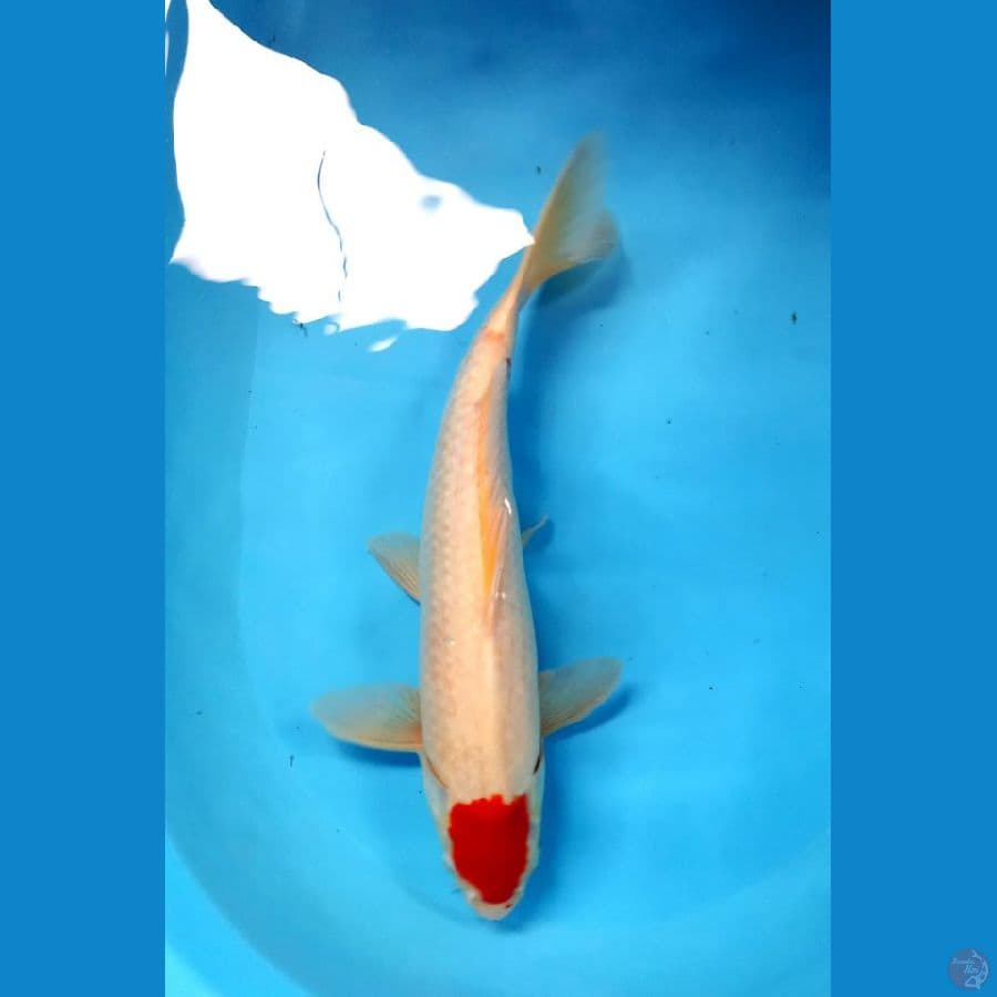 tancho kohaku 38cm