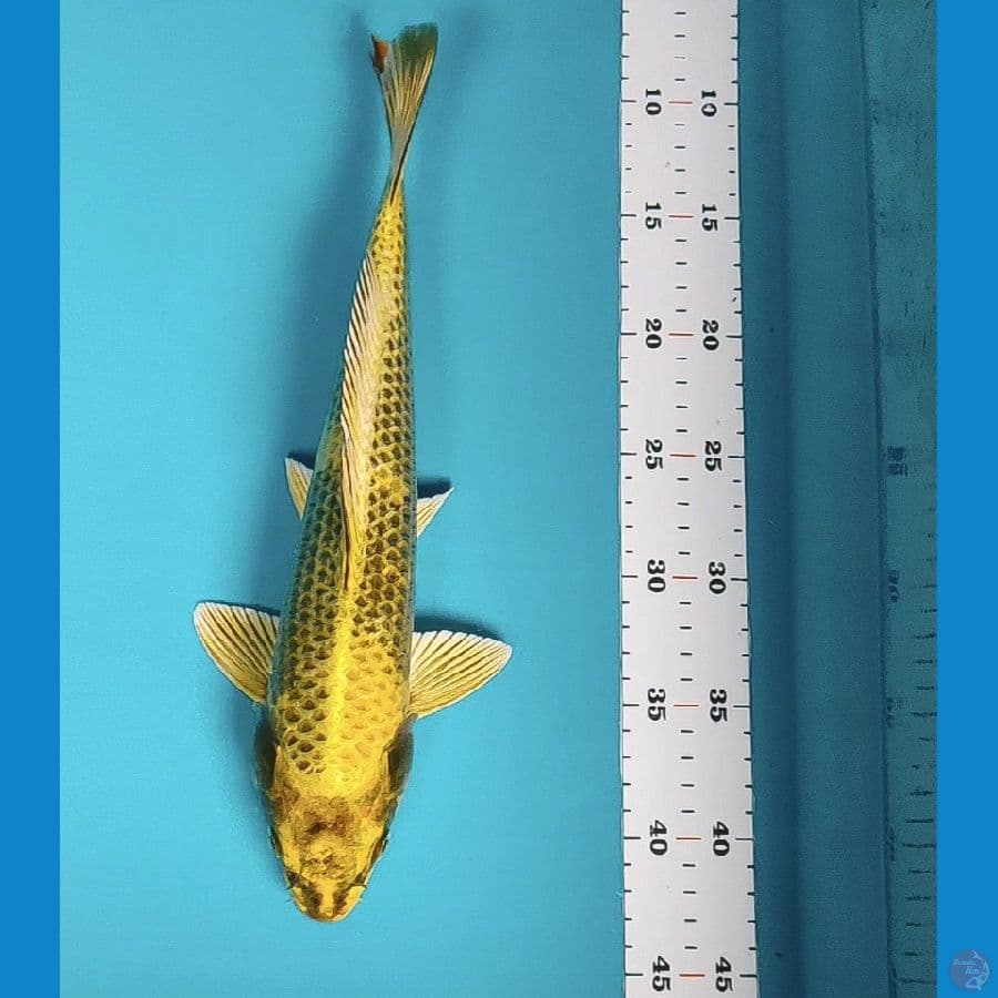 ki utshuri 34cm male