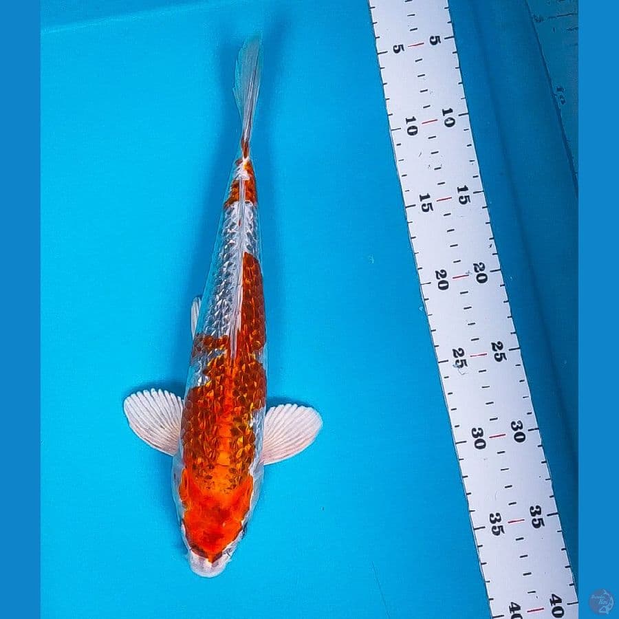 kujaku ginrin 32cm male