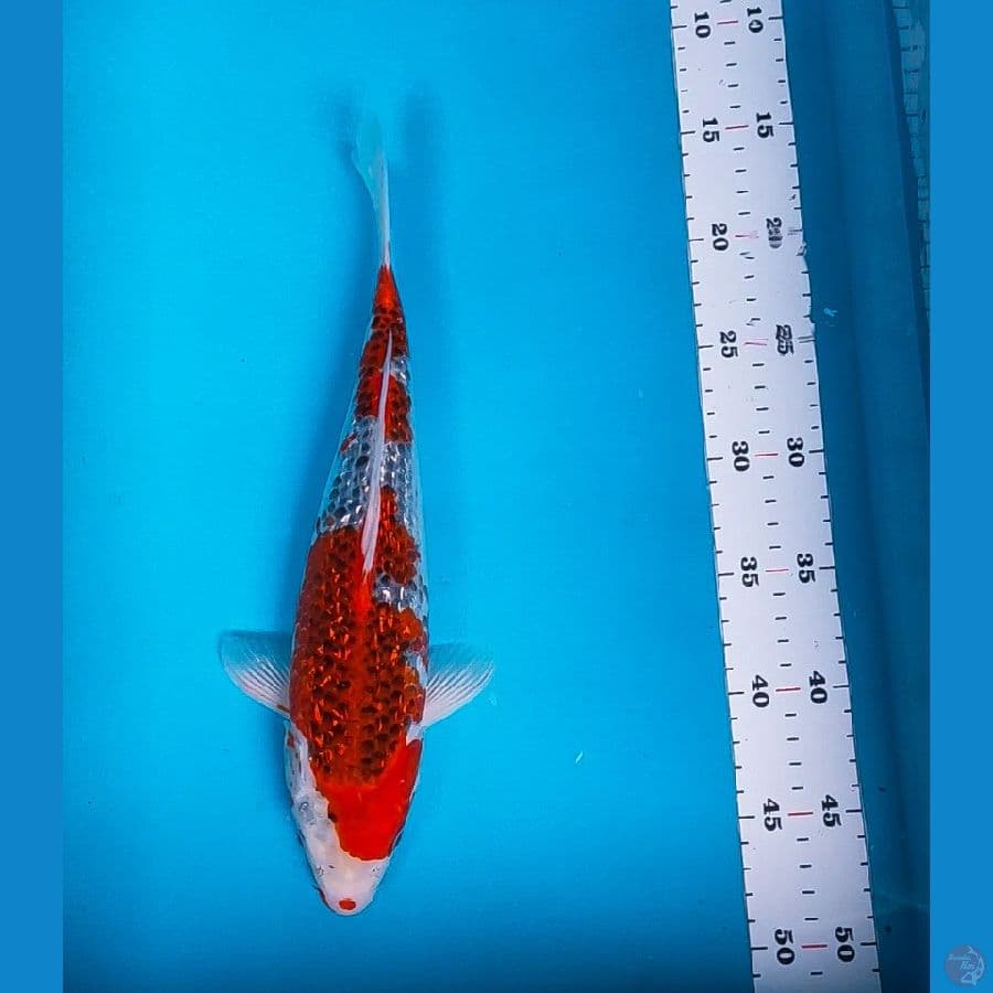 goshiki ginrin 33cm