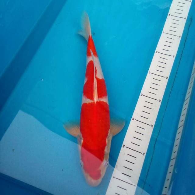 Kohaku