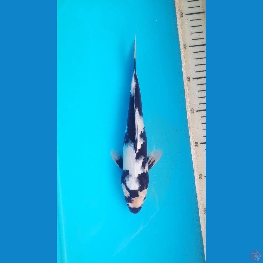 XD4 _Shiro utsuri 25cm