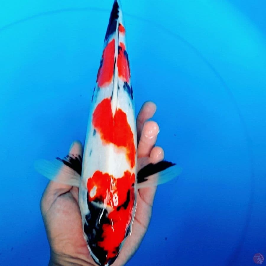 KINDAI SHOWA 36CM