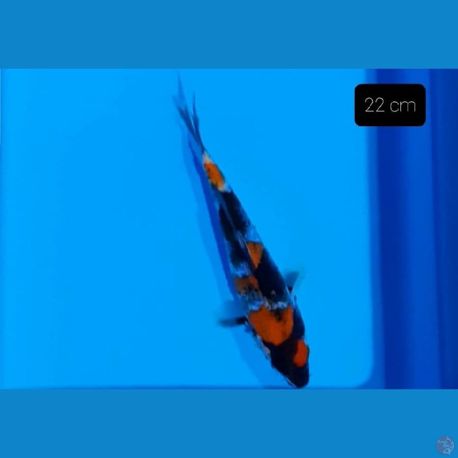 Showa 22 cm 