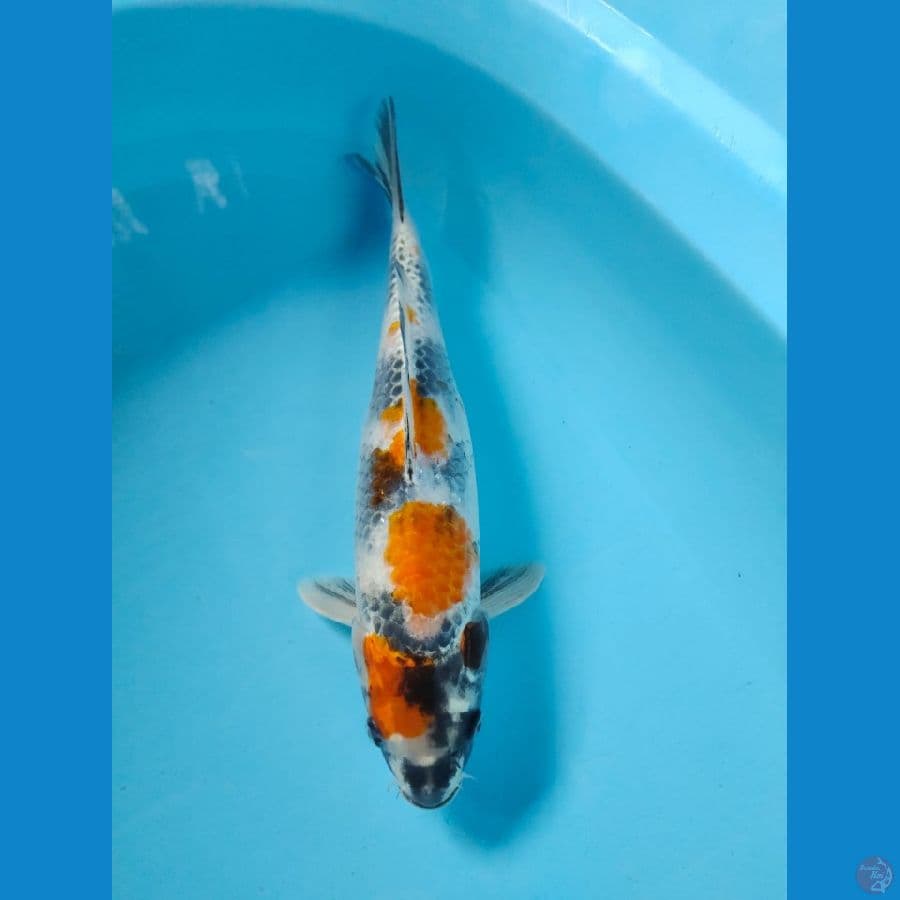 kin showa 33cm