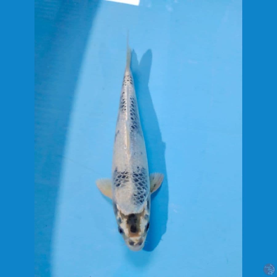 kin shiro male 33cm