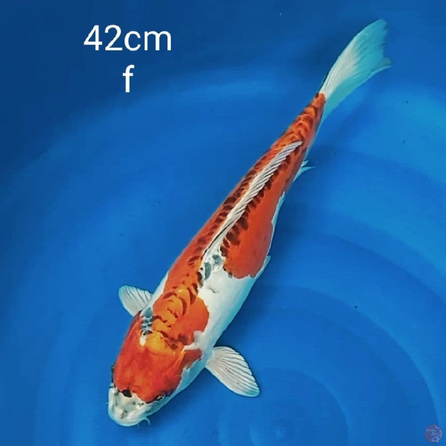 jumbo benikikokuryu 42cm