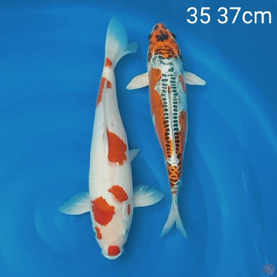 kiko & kohaku 35 37cm