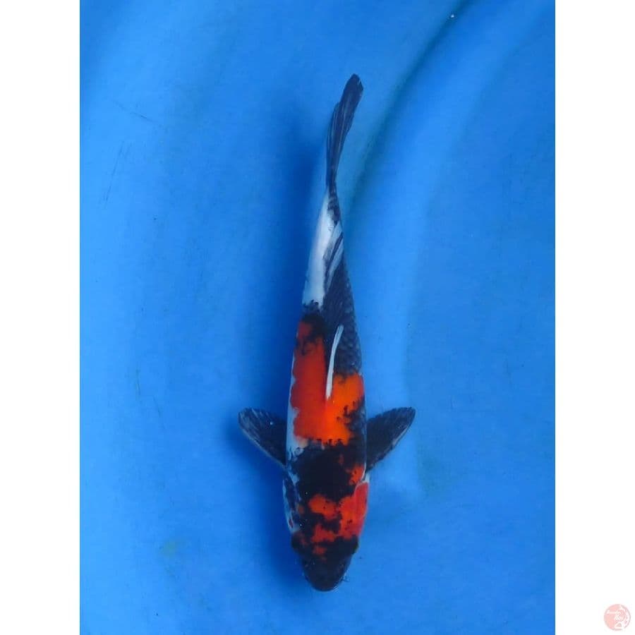 28cm , Red Male Showa 
