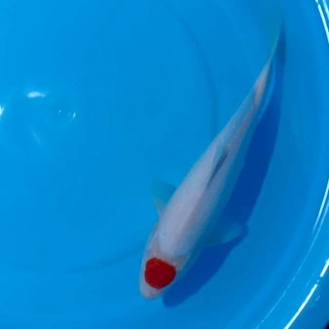 FLASHSALE!! TANCHO KOHAKU / 38CM